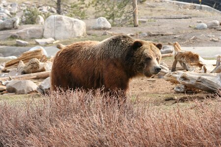 Mammal yellowstone animal