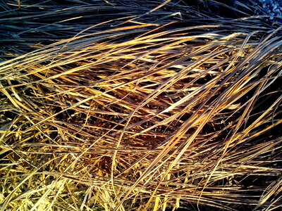 Detailed grass plants model