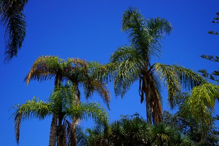 Palm tree plant sky