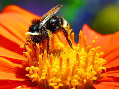 Beautiful Photo blossom bug