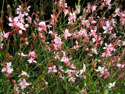 Tiresome flowers bed