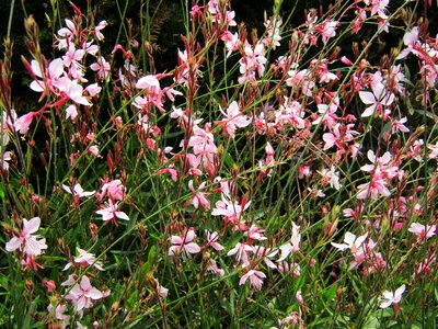 Tiresome flowers bed photo