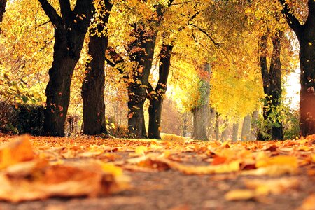 Autumn forest landscape photo