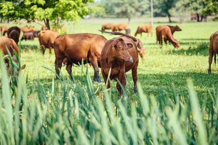 Agriculture bull bull nose