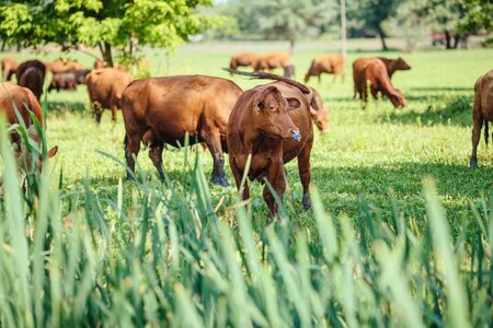 Agriculture bull bull nose photo