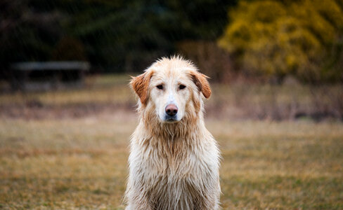 Golden Retriever Dog sitting with Wet Hair Outdoors photo