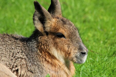 Patagonian mara large mara pampashase photo