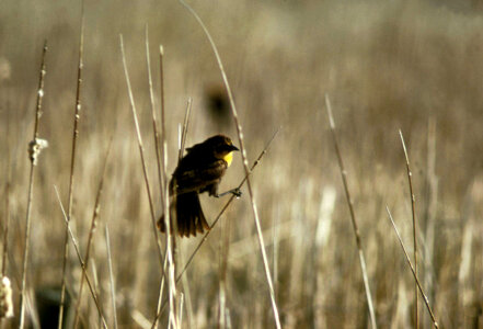 Yellow-headed Blackbird-7 photo