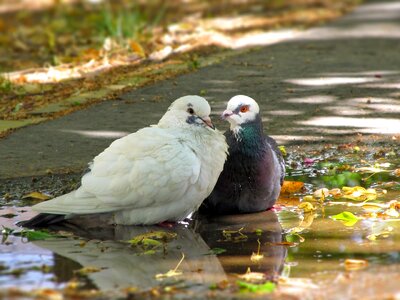 Doves birds in pairs photo