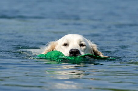 Floating dog summer blue water