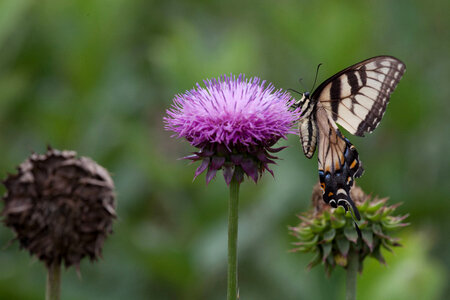 Eastern Tiger Swallowtail-2 photo
