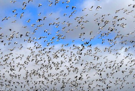 Flock geese migration