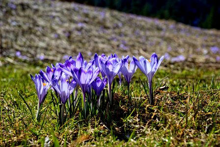 Winter spring tourism photo