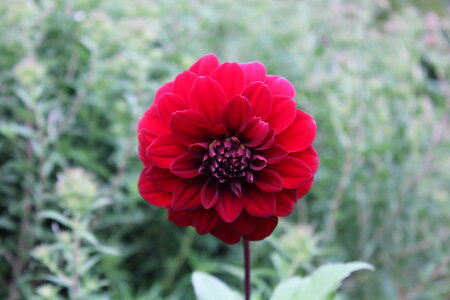 Red elegant zinnia flower photo