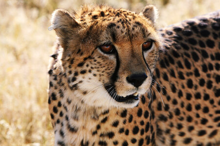 African Cheetah photo