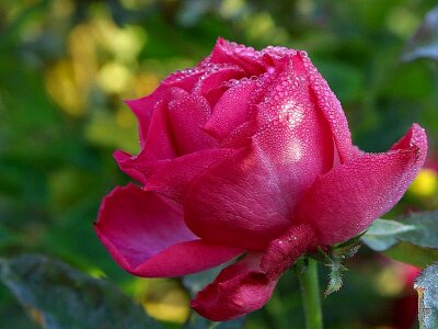 Park pink red