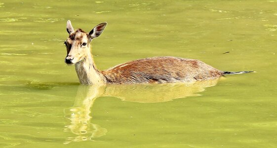 Animal coast ecology photo