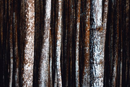 Bark brown material photo
