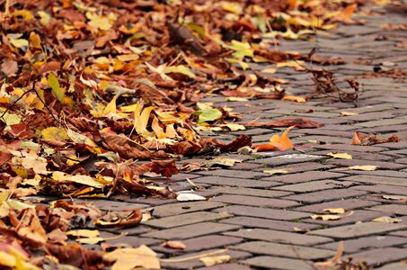 Autumn autumn season concrete