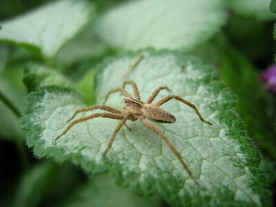 Arthropod garden macro