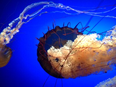 Marine underwater animal