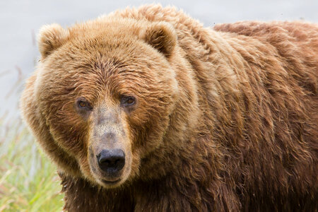 Kodiak Brown bear sow