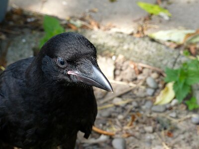 Carrion crow young bird blue eye photo