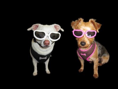 Yorkshire terrier dogs fun