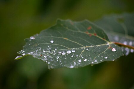 Beautiful Photo dew droplet