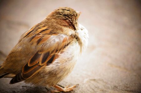 Sparrow animal avian photo