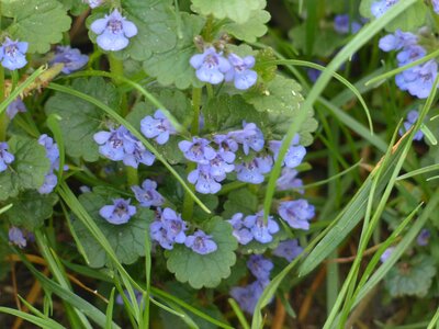 Bloom plant wild flower