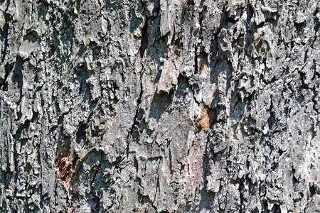 Abstract bark brown