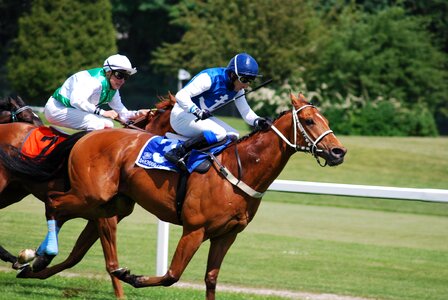 Race horses racecourse