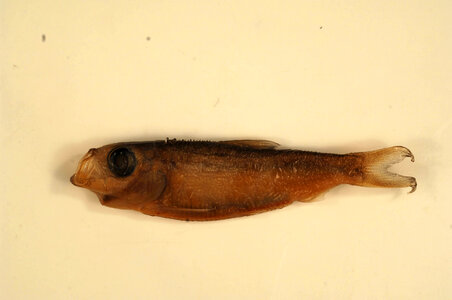Alosa pseudoharengus-1
