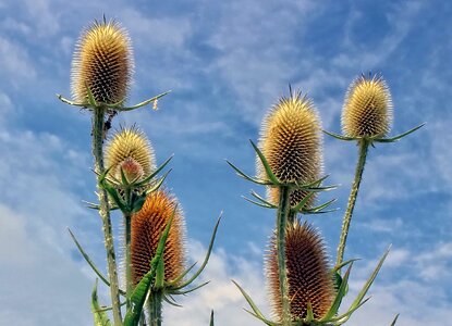 Beautiful Flowers beautiful image beautiful photo