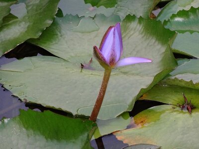 Water lily purple leaves photo