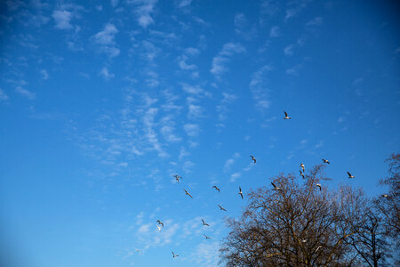 Birds Flying over Trees against a Blue Sky photo
