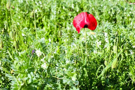 Agriculture beautiful flowers bloom