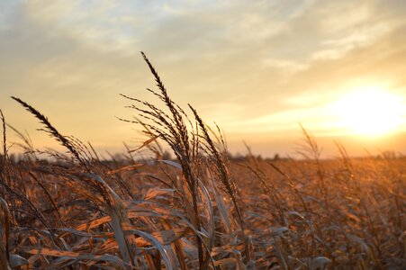 Farm corn agriculture photo