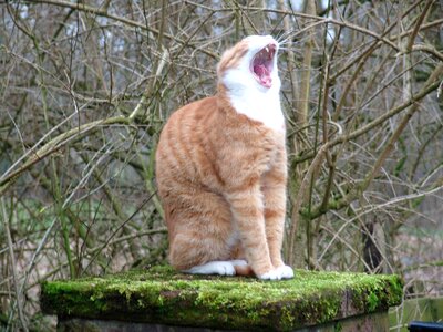 Cat yawn Free photos photo