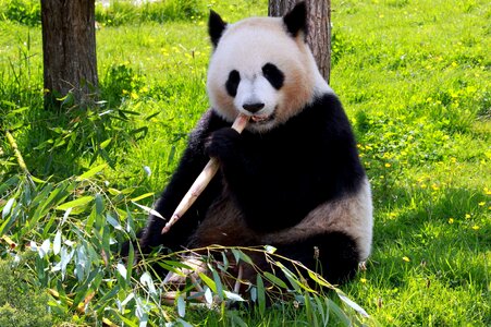 Animal bamboo bear photo