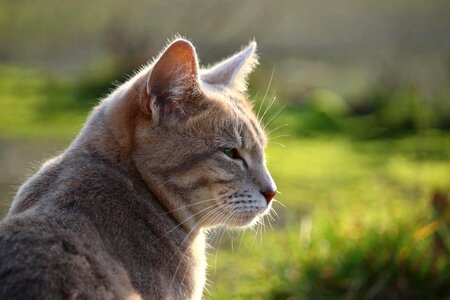 Animal beautiful photo cat photo