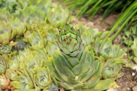 Pointed garden green photo