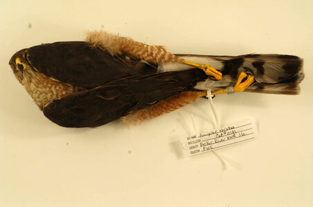 Accipiter striatus