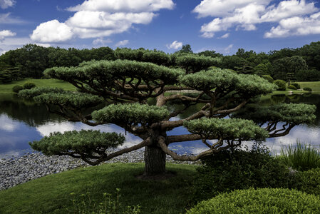 Trees in the Japanese Gardens photo