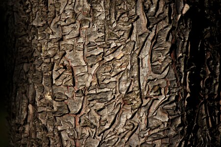 Tree texture wood