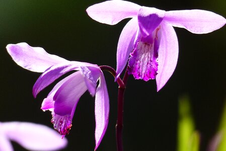May purple natural