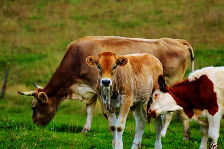 Cute ruminant dairy cattle