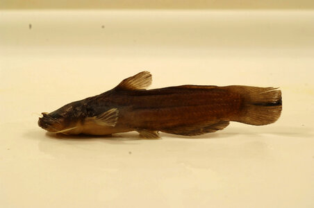 Noturus funebris