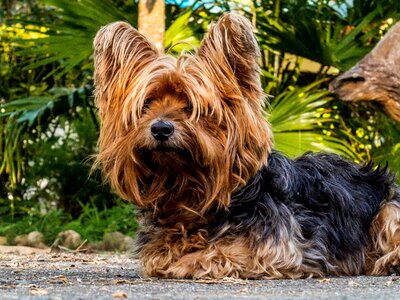 Dog yorkshire terrier small dog photo